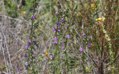 Sairocarpus