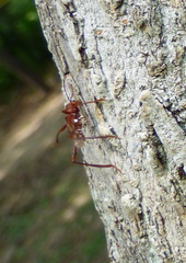 Neoclytus rufus