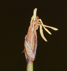 Trichophorum pumilum