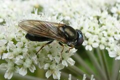 Cheilosia scutellata