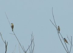Sporophila ruficollis