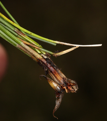 Trichophorum pumilum