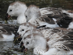 Oressochen melanopterus