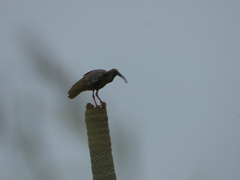 Theristicus caerulescens