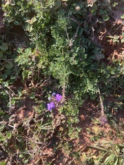 Verbena pulchella