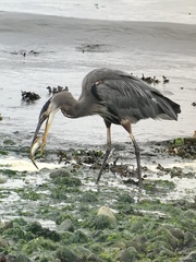 Myoxocephalus polyacanthocephalus