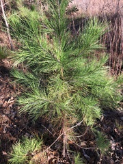 Pinus echinata