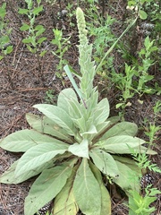 Verbascum thapsus