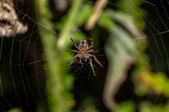 Larinioides patagiatus