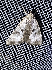 Catocala andromedae