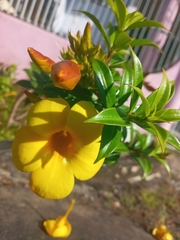 Allamanda schottii
