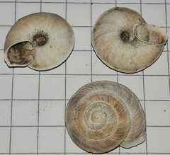 Helicigona lapicida