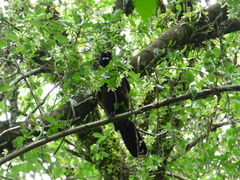 Cyanocorax cyanomelas