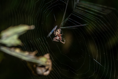 Larinioides patagiatus