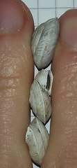Helicigona lapicida