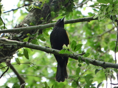 Cacicus chrysopterus