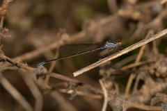 Pseudagrion ignifer