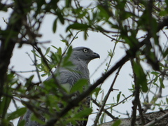 Geranospiza caerulescens