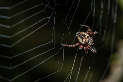 Larinioides patagiatus