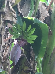Musa