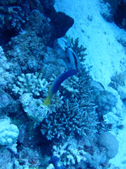 Gomphosus klunzingeri