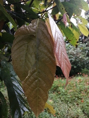 Theobroma cacao