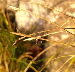 Carex alba