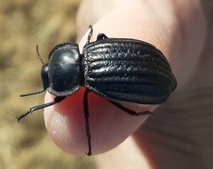 Stenomorpha corrugans