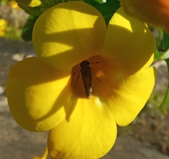 Glyphipterix simpliciella