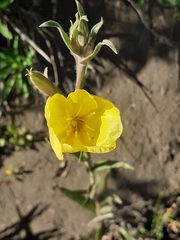 Oenothera stricta