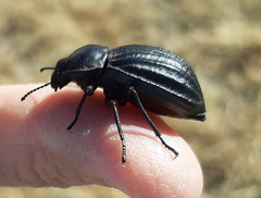 Stenomorpha corrugans