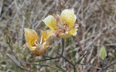 Calochortus weedii intermedius