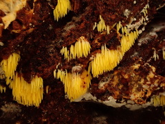 Mucronella flava