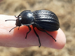 Stenomorpha corrugans
