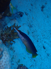 Gomphosus klunzingeri