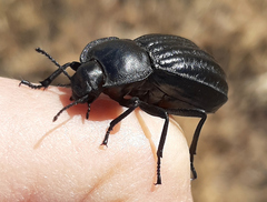 Stenomorpha corrugans