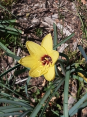 Zephyranthes gilliesiana