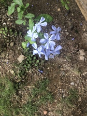Plumbago
