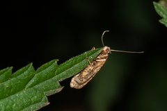 Agonopterix heracliana