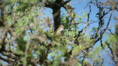 Synallaxis albescens