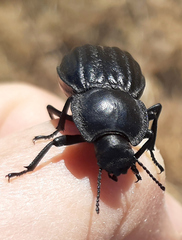 Stenomorpha corrugans