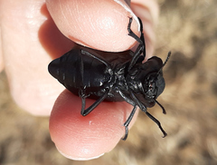 Stenomorpha corrugans