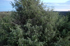 Juniperus oxycedrus