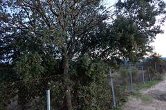 Quercus rotundifolia