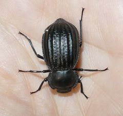 Stenomorpha corrugans