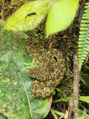 Bothriechis schlegelii