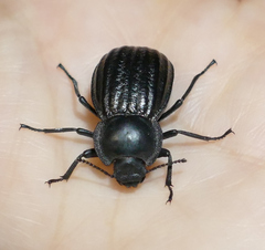 Stenomorpha corrugans