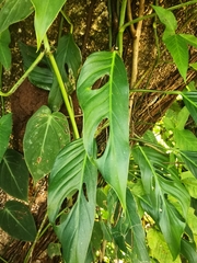 Monstera obliqua