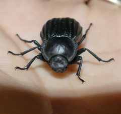 Stenomorpha corrugans