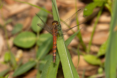 Diplacodes melanopsis